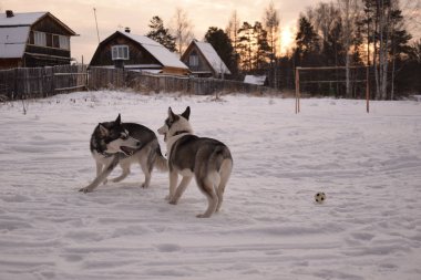 oynamak için komik husky aşk