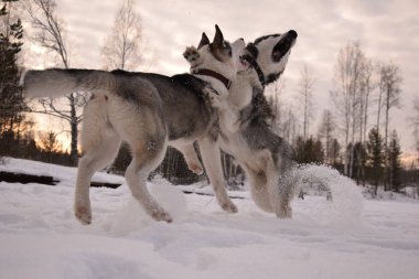 oynamak için komik husky aşk