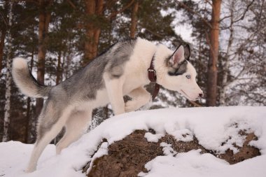 oynamak için komik husky aşk