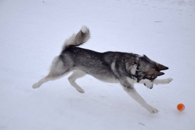 oynamak için komik husky aşk