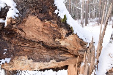 doğa kar Rusya Ural