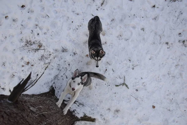 oynamak için komik husky aşk