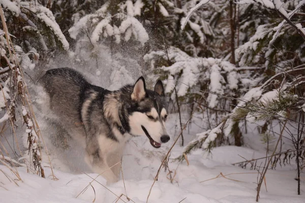 Rolig Husky Älskar Att Spela — Stockfoto