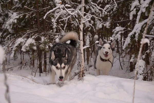 Rolig Husky Älskar Att Spela — Stockfoto