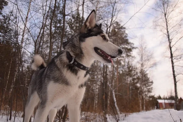 Funny Husky Láska Hrát — Stock fotografie