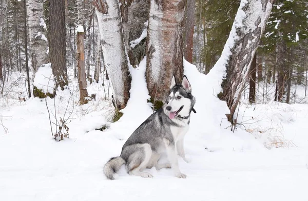 Játszani Vicces Husky Szerelmes — Stock Fotó