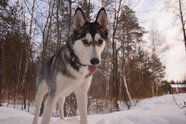 Játszani Vicces Husky Szerelmes — Stock Fotó