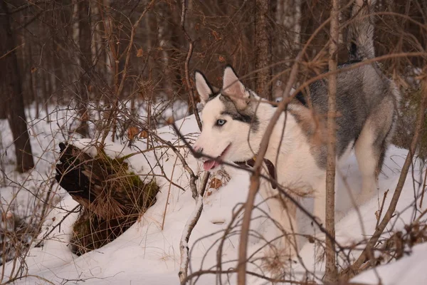 Játszani Vicces Husky Szerelmes — Stock Fotó