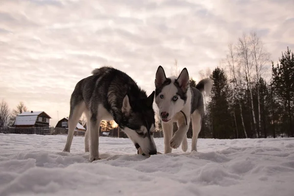 Funny Husky Love Play — Stock Photo, Image