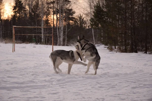 Játszani Vicces Husky Szerelmes — Stock Fotó