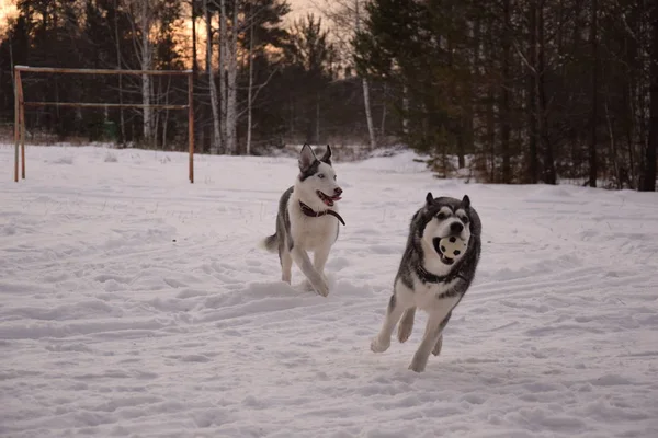 Funny Husky Láska Hrát — Stock fotografie