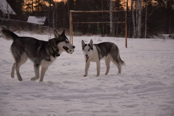 Funny Husky Love Play — Stock Photo, Image