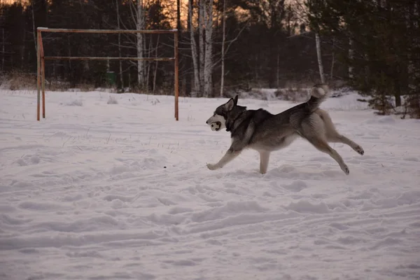 Śmieszne Miłości Husky Grać — Zdjęcie stockowe