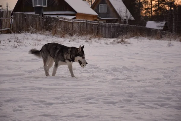 Divertido Husky Amor Para Jugar —  Fotos de Stock