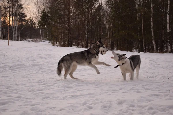 Lustige Husky Liebe Spielen — Stockfoto