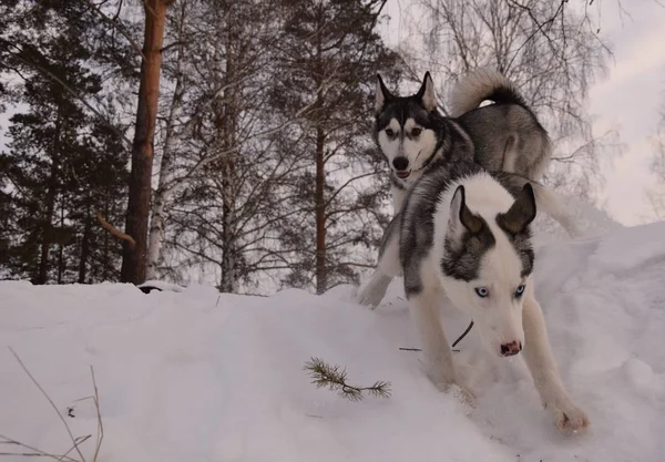 Funny Husky Love Play — Stock Photo, Image