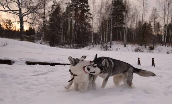 Funny Husky Love Play — Stock Photo, Image