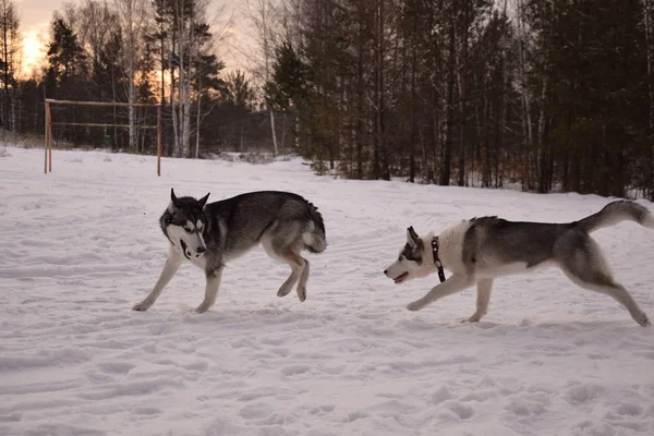 Funny Husky Love Play — Stock Photo, Image