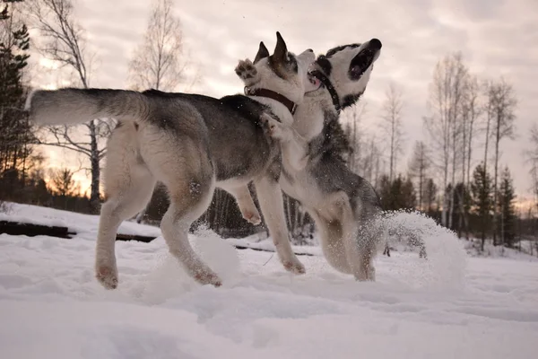oynamak için komik husky aşk