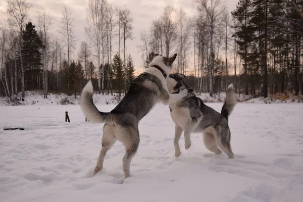 Játszani Vicces Husky Szerelmes — Stock Fotó