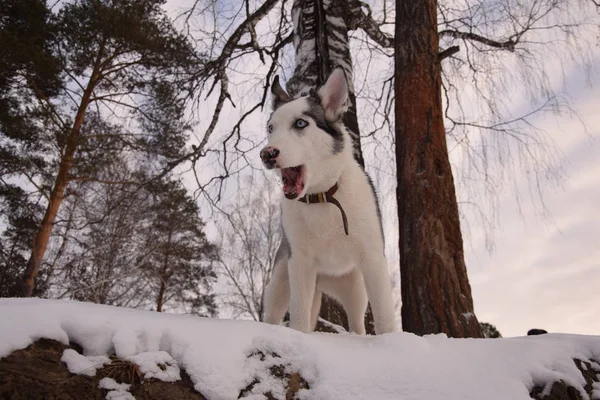 Funny Husky Láska Hrát — Stock fotografie