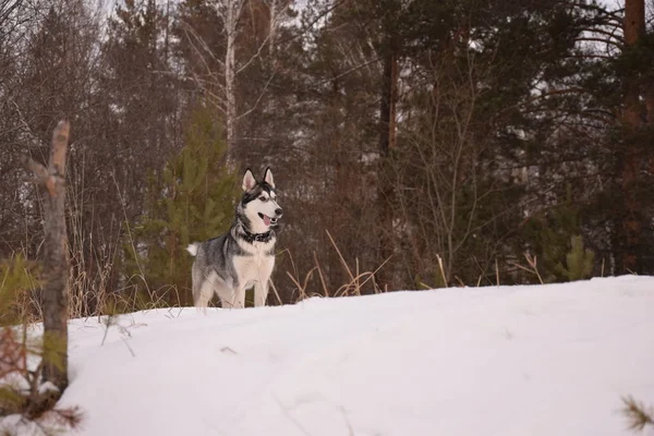 Funny Husky Love Play — Stock Photo, Image