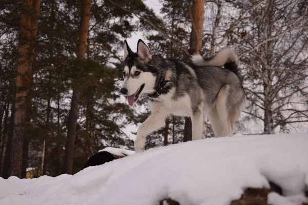 Divertente Husky Amore Giocare — Foto Stock