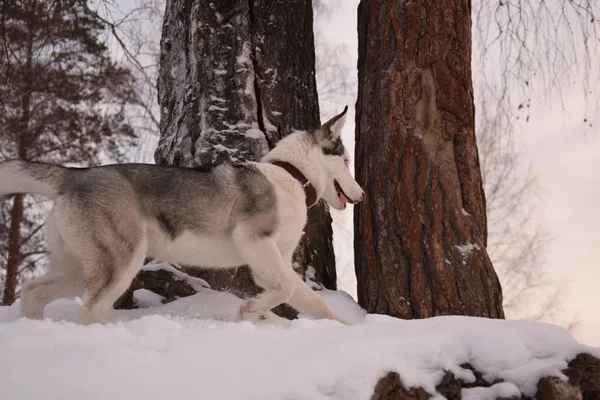 Drôle Husky Amour Pour Jouer — Photo