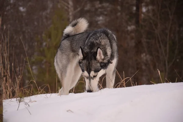 Drôle Husky Amour Pour Jouer — Photo