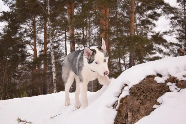 Rolig Husky Älskar Att Spela — Stockfoto