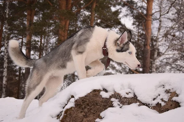 Funny Husky Láska Hrát — Stock fotografie