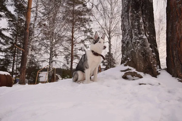 Drôle Husky Amour Pour Jouer — Photo