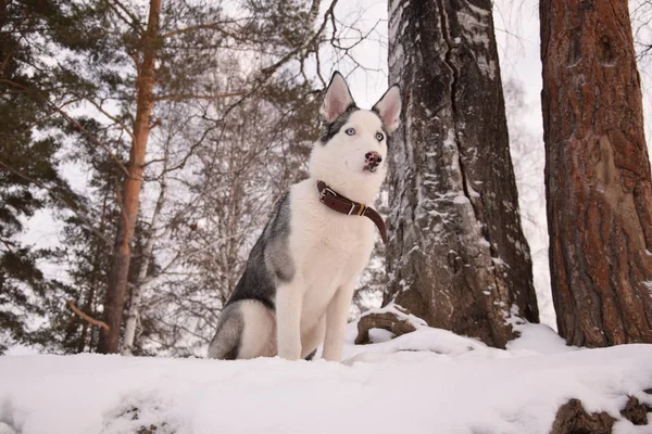 Morsom Husky Kjærlighet Spille – stockfoto