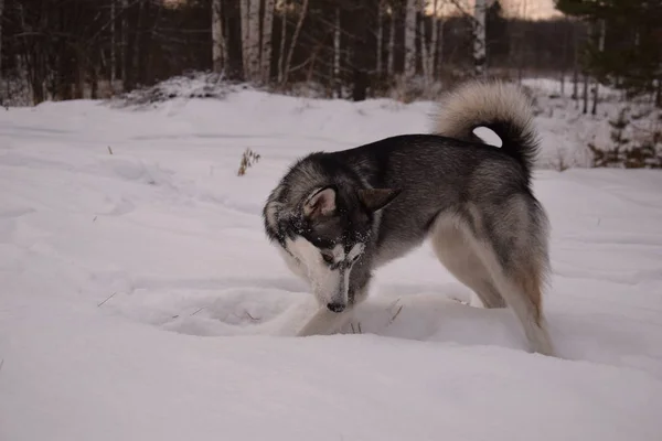 Játszani Vicces Husky Szerelmes — Stock Fotó