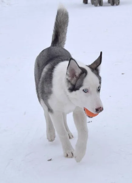 Rolig Husky Älskar Att Spela — Stockfoto