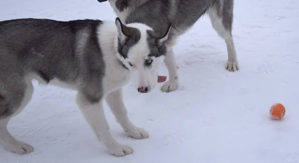 Funny Husky Love Play — Stock Photo, Image