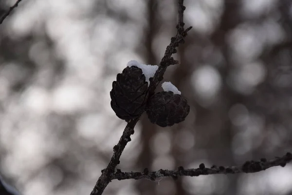 nature snow Russia Ural