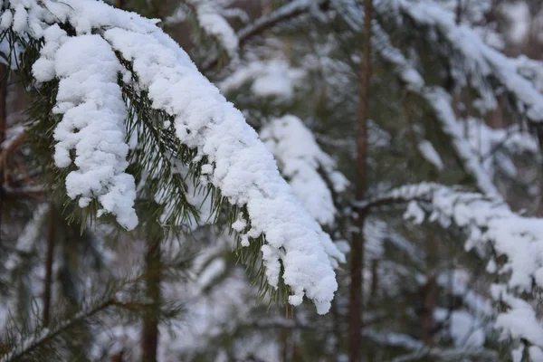Naturaleza Nieve Rusia Ural — Foto de Stock