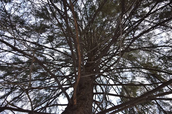 doğa kar Rusya Ural
