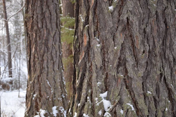 doğa kar Rusya Ural