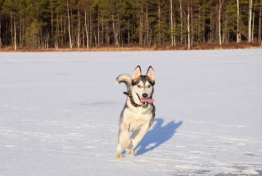 oynamak için komik husky aşk