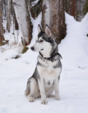 oynamak için komik husky aşk