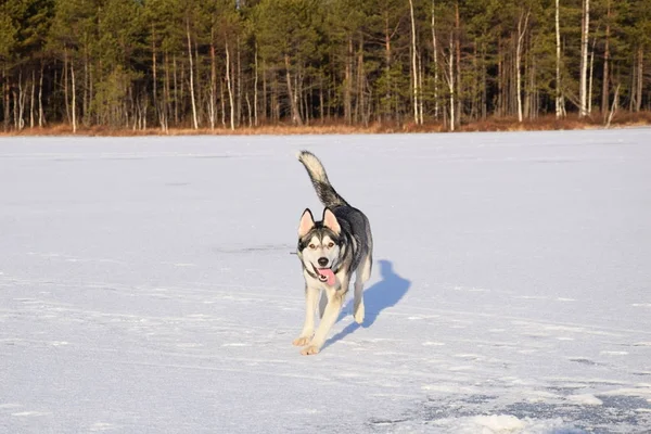 Rolig Husky Älskar Att Spela — Stockfoto