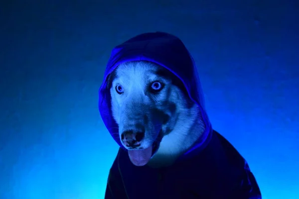 oynamak için komik husky aşk