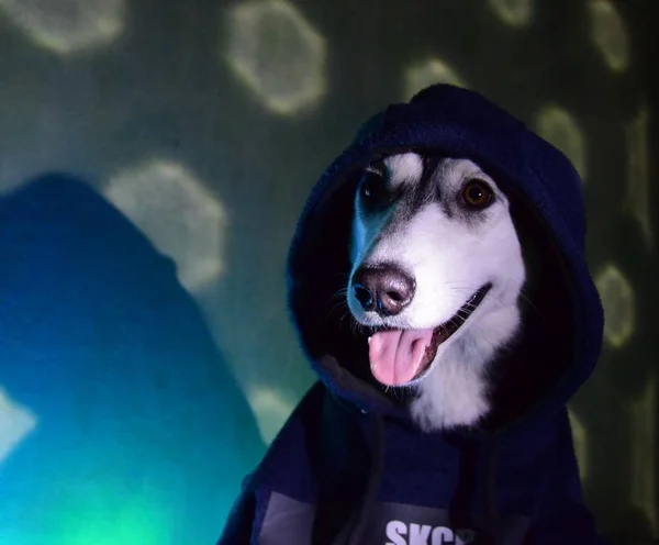 Lustige Husky Liebe Spielen — Stockfoto