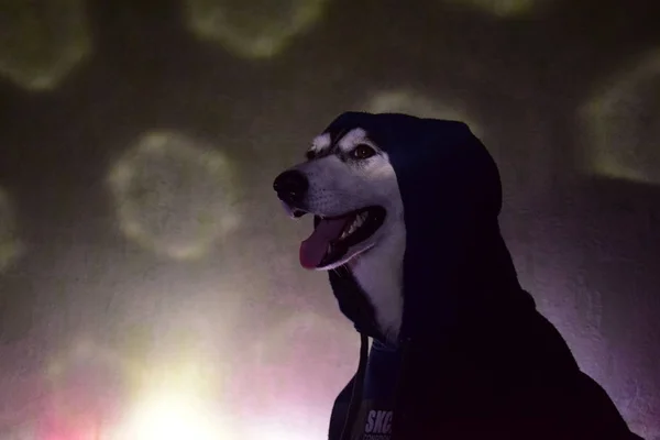 oynamak için komik husky aşk