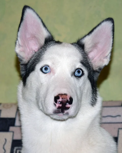 Camminare Con Gli Husky — Foto Stock