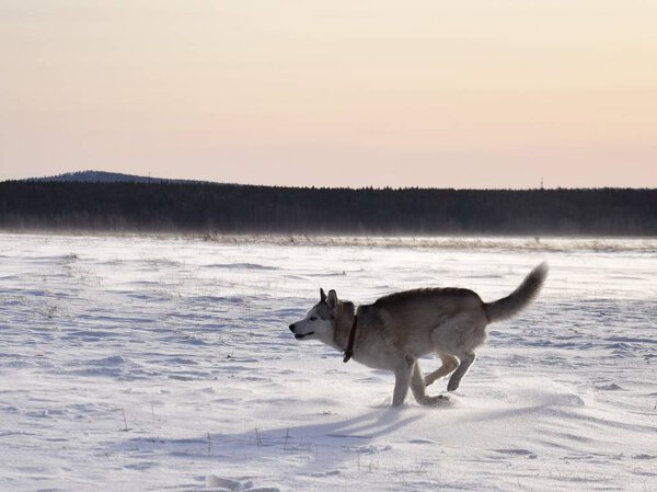 walk with the huskies