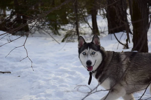 Spaziergang Mit Den Huskies — Stockfoto