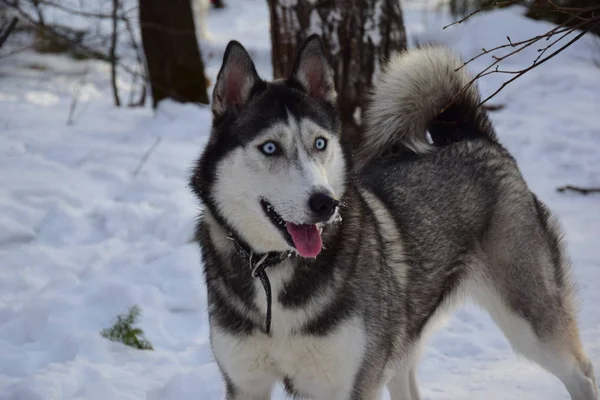 Promenade Avec Les Huskies — Photo